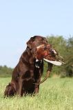 LABRADOR 493